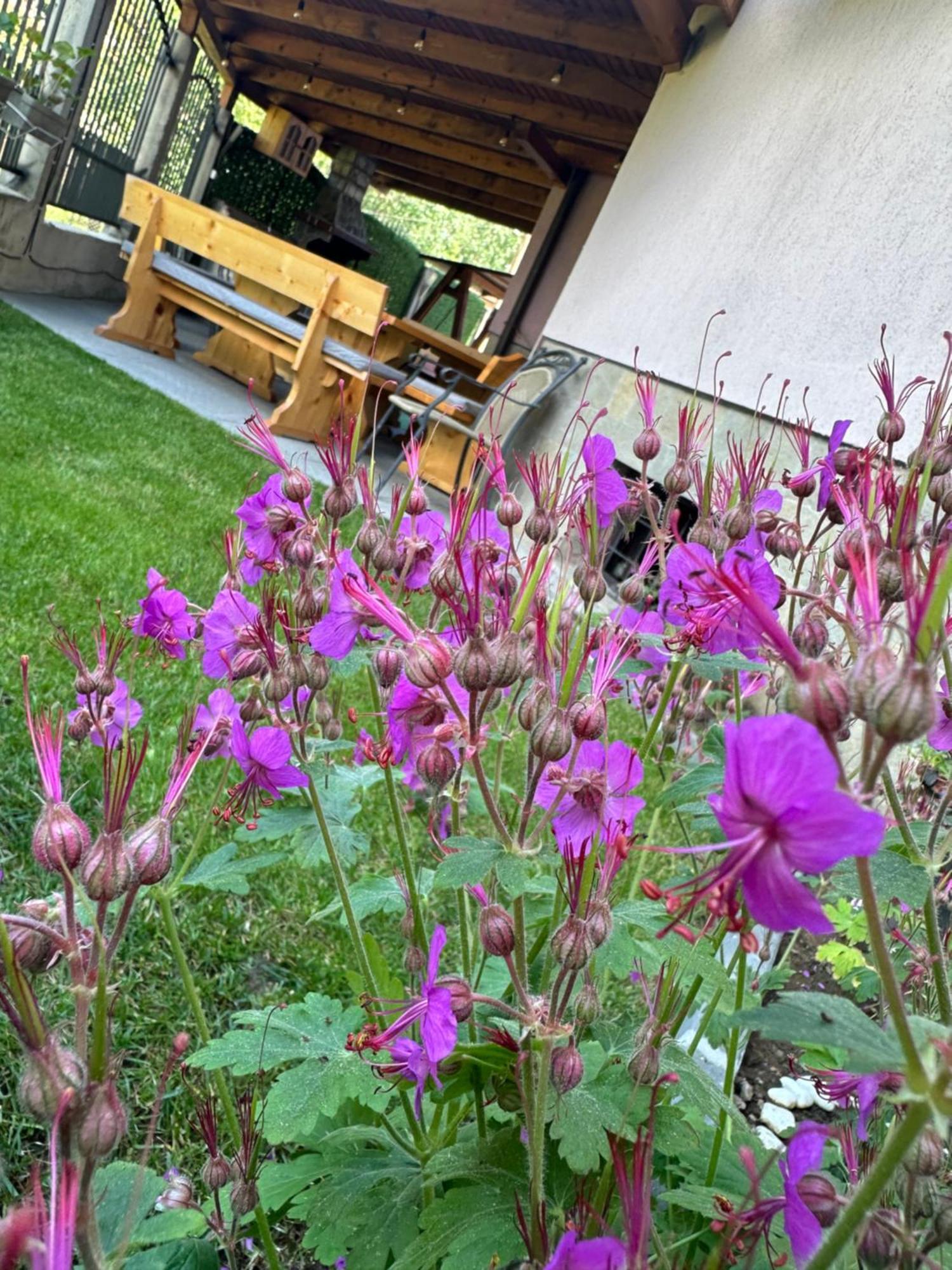 Hotel Advel Guest Hous Madzhare Zewnętrze zdjęcie